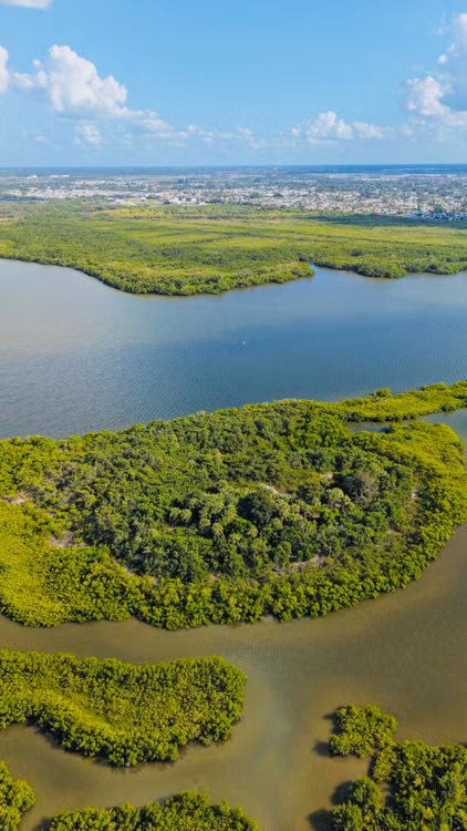 Aerial view of green mangrove forest and waterways in Florida