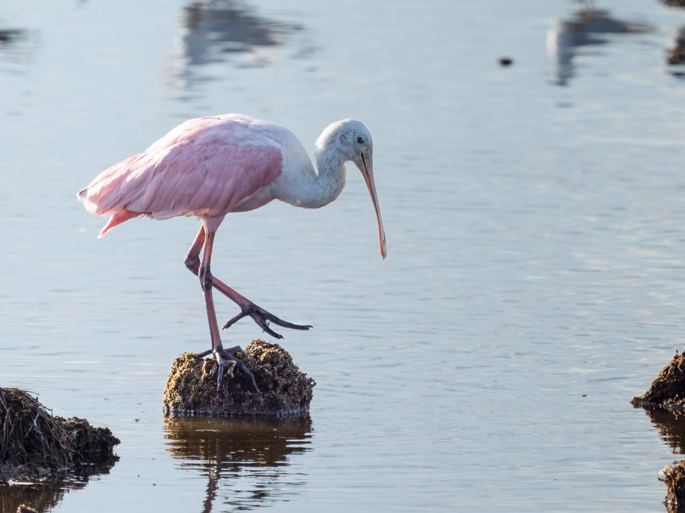 Pink roseate spoonbill standing on a rock in a Florida wetland